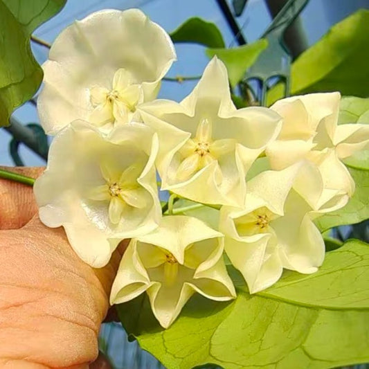 丹濃毬蘭 White Bells Hoya（ Hoya danumensis ）