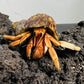 紅灰白寄居蟹 Wrinkled Land Hermit Crab ( Coenobita rugosus var. Red )