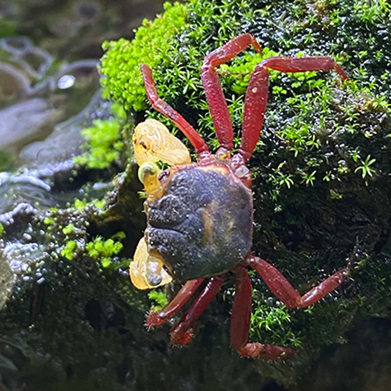 多色混搭惡魔蟹（6只）6 Mixed Color Vampire Crabs-5