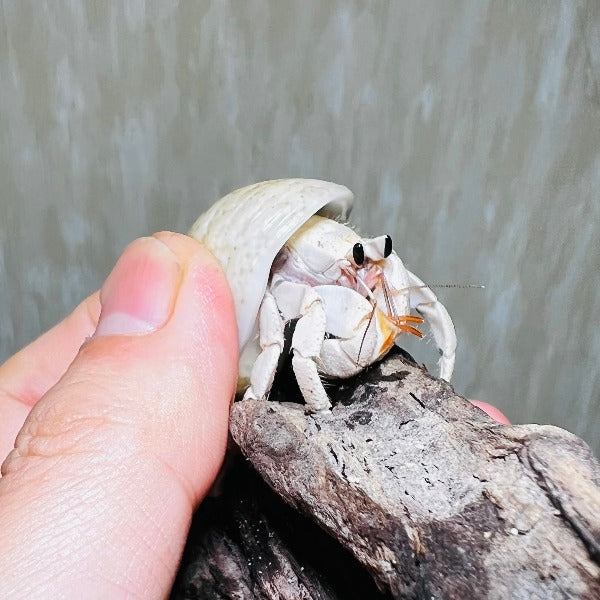 灰白寄居蟹白色變異 Wrinkled Land Hermit Crab ( Coenobita rugosus var. White )
