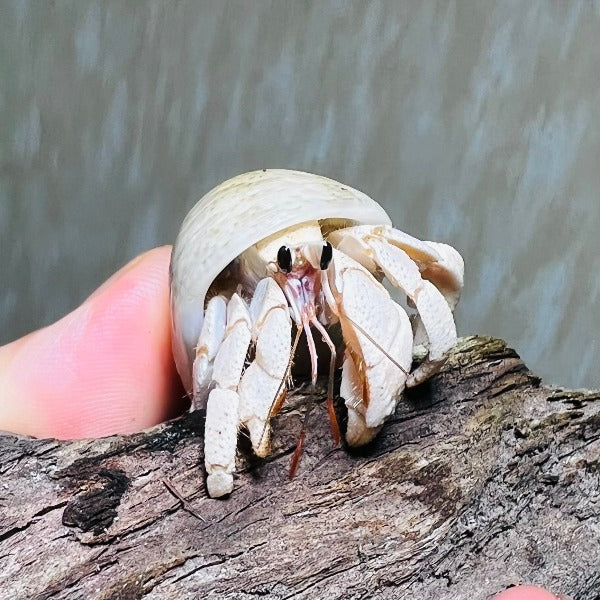 灰白寄居蟹白色變異 Wrinkled Land Hermit Crab ( Coenobita rugosus var. White )