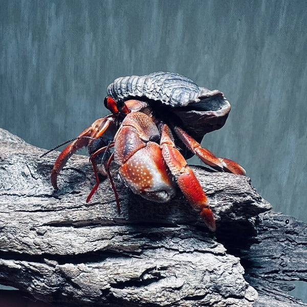 深紫寄居蟹 Komurasaki Land Hermit Crab ( Coenobita violascens )