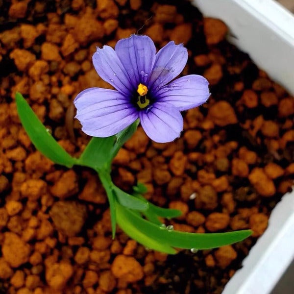 日本紫花姬鳶尾 ( Iris japonica Var. )