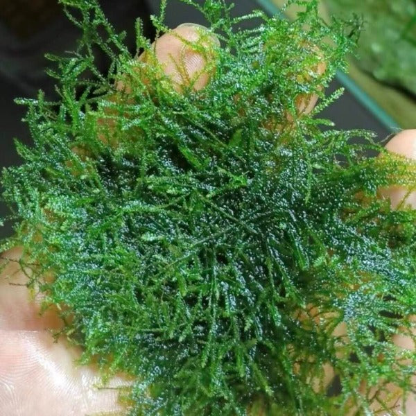 爪哇莫斯 Java Moss ( Taxiphyllum barbieri )