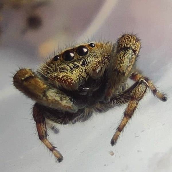 阿貝寬胸蠅虎  Jumping Spider ( Rhene albigera  )