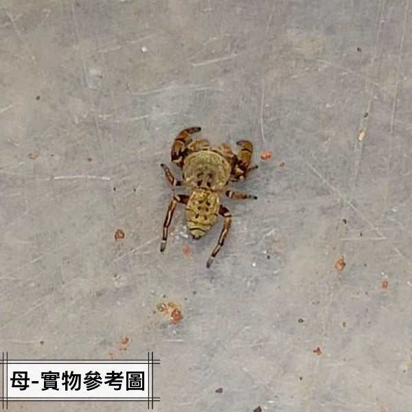 丹尼爾寬胸蠅虎  Jumping Spider ( Rhene danieli  )