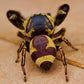 黃毛寬胸蠅虎  Jumping Spider ( Rhene flavigera )