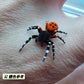 柯氏隆頭蛛  Ladybird spider （ Eresus kollari ）