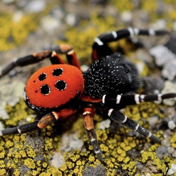 柯氏隆頭蛛  Ladybird spider （ Eresus kollari ）