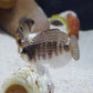 Diamond clam (Lamprologus stappersi)