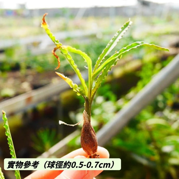 波葉百合 ( Ledebouria crispa )