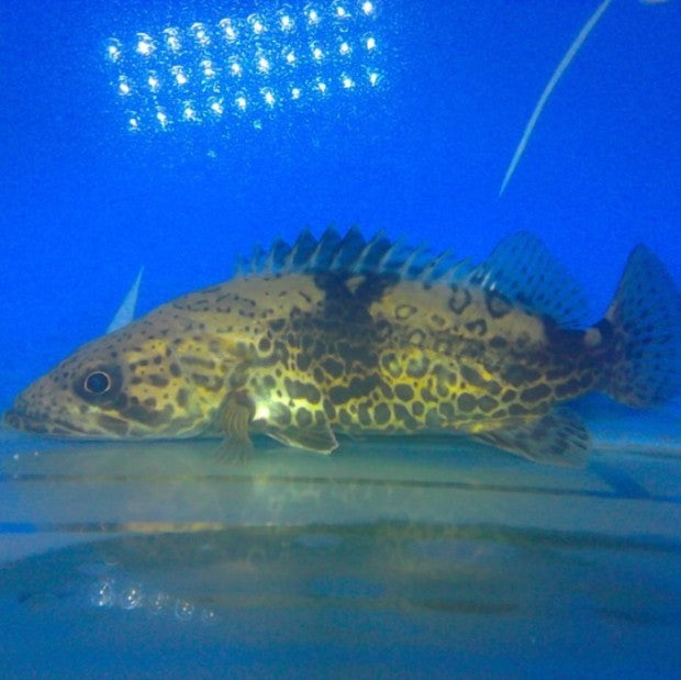 斑虎 Leopard Mandarin Fish (Siniperca scherzer)