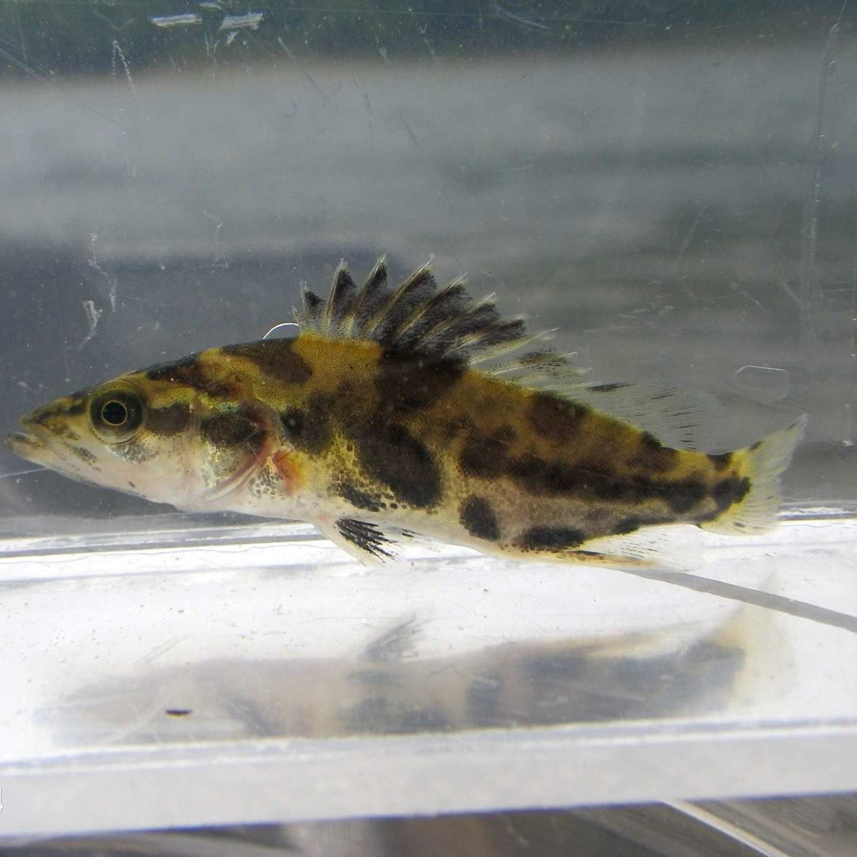 斑虎 Leopard Mandarin Fish (Siniperca scherzer)