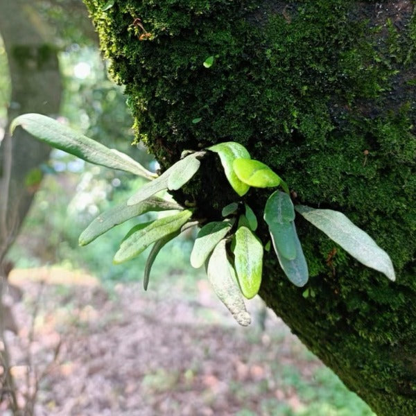 瓦韋蕨( Lepisorus thunbergianus )