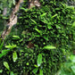 瓦韋蕨( Lepisorus thunbergianus )