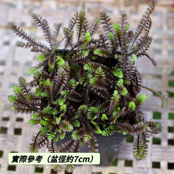 黑玫瑰苔草（ Leptinella squalida ' Platt's Black ' ）