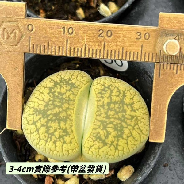 黃日輪玉生石花 （ Lithops aucampiae ' Jackson's Jade ' C395A ）