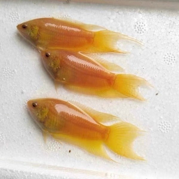 黃金叉尾鬥魚 ( Macropodus opercularis )