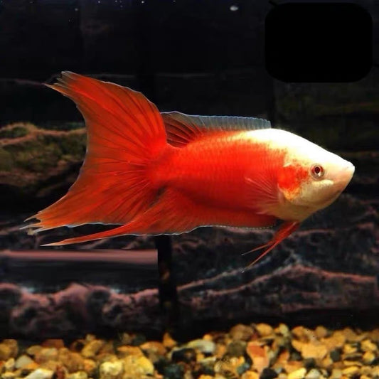 胭脂紅鬥魚 ( Macropodus opercularis var. )