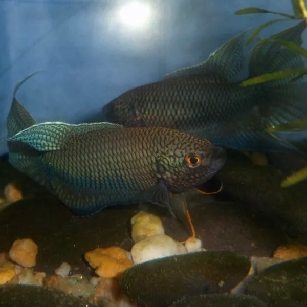 越南黑叉尾鬥魚 ( Macropodus spechti ) - 森流 GreenFlow - 動植物造景專門店