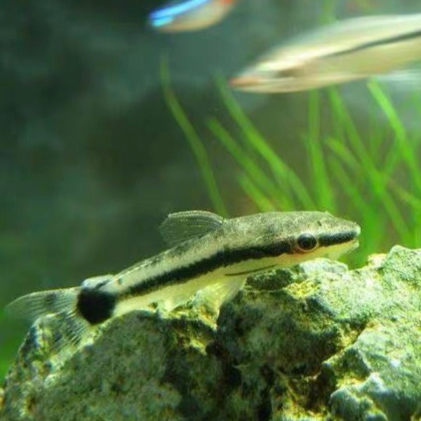 小精靈魚 ( Macrotocinclus affinis )