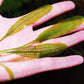  馬達加斯加網草 Madagascar Laceleaf ( Aponogeton madagascariensis )