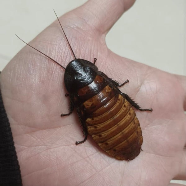 馬達加斯加發聲蟑螂 Madagascar hissing cockroaches ( Gromphadorhina portentosa )