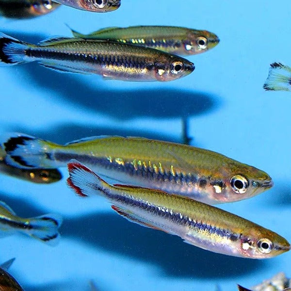 馬達加斯加彩虹魚 Madagascar rainbowfish（ Bedotia geayi ）