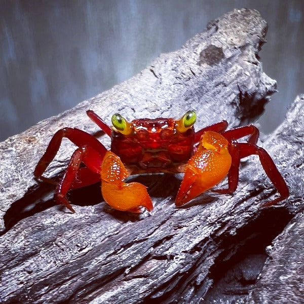 糖果惡魔蟹 Mandarin Vampire Crab ( Geosesarma notoohorum )