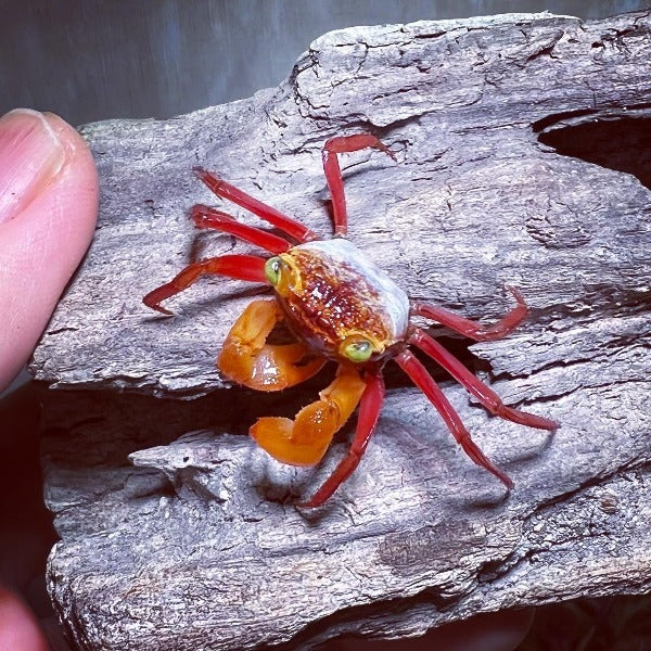 糖果惡魔蟹 Mandarin Vampire Crab ( Geosesarma notoohorum )