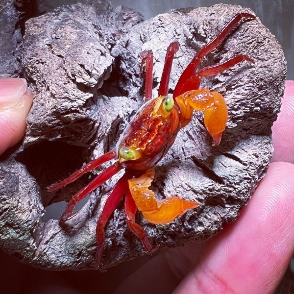 糖果惡魔蟹 Mandarin Vampire Crab ( Geosesarma notoohorum )