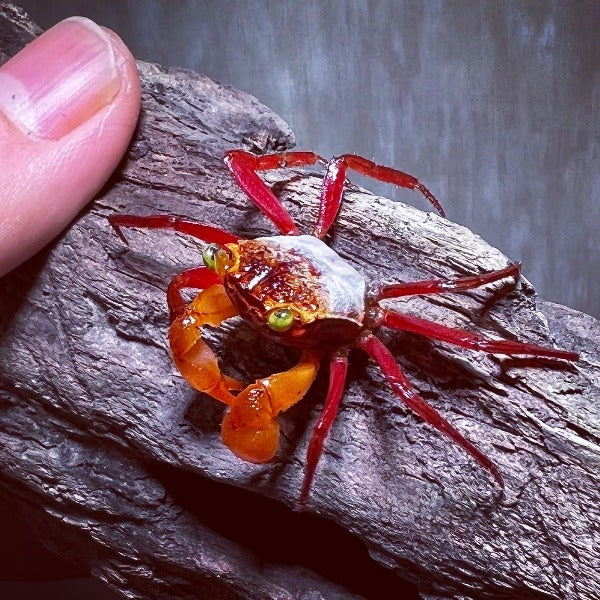 糖果惡魔蟹 Mandarin Vampire Crab ( Geosesarma notoohorum )