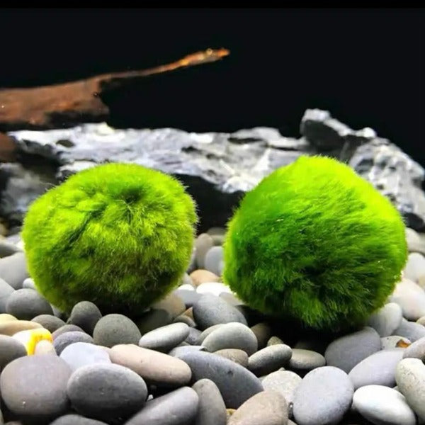 綠藻球 Marimo ( Cladophora aegagrophila )