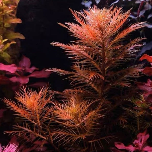 紅雨傘 Mermaid Weed ( Proserpinaca palustris )
