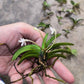 短距風蘭 ( Neofinetia richardsiana  )