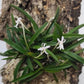 短距風蘭 ( Neofinetia richardsiana  )