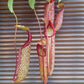 米蘭達豬籠草 ( Nepenthes 'Miranda' )