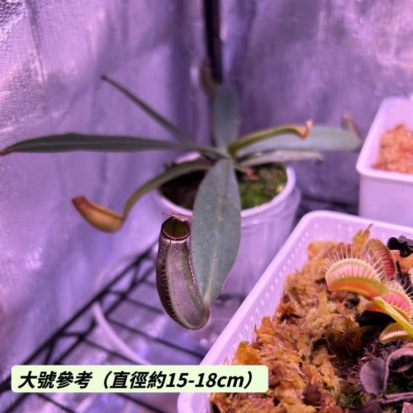 黑白環豬籠草 （ Nepenthes albomarginata ‘Black’ ）