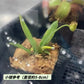 黑白環豬籠草 （ Nepenthes albomarginata ‘Black’ ）