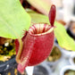 線唇紅蘋果豬籠草 ( Nepenthes ampullaria Red strip）