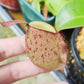 紅斑粉蘋果豬籠草 ( Nepenthes ampullaria )
