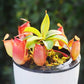 紅寶石豬籠草 ( Nepenthes ampullaria x ventricosa ）