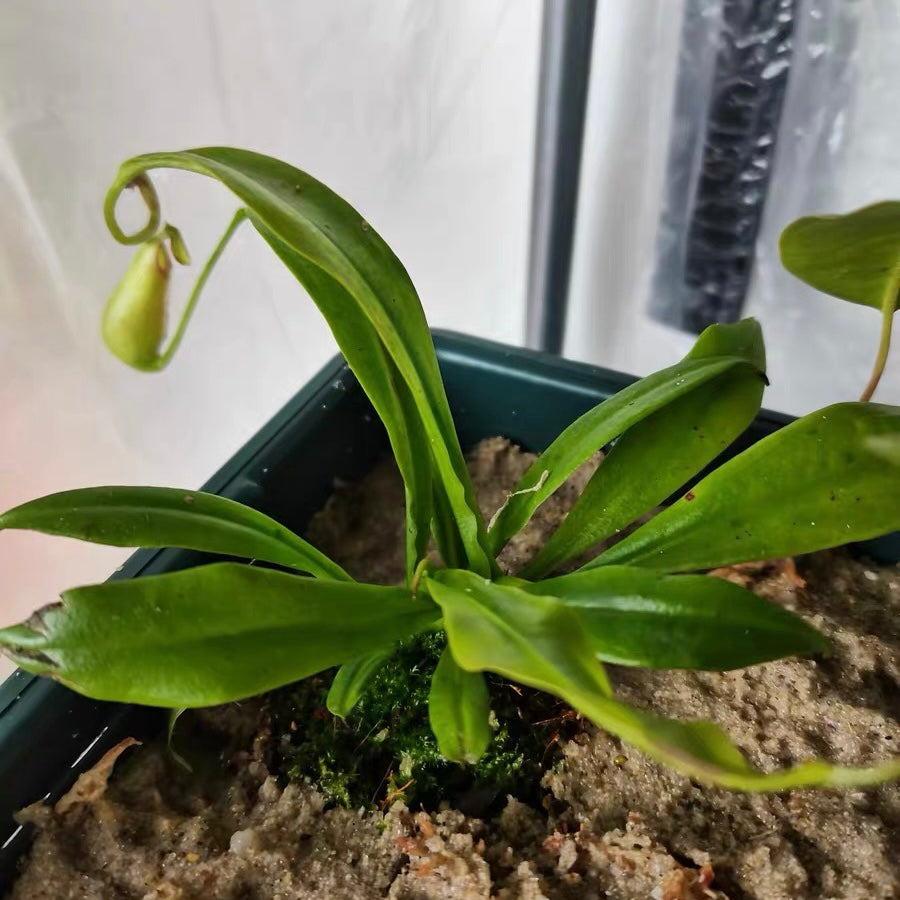 二齒豬籠草 ( Nepenthes bicalcarata ）