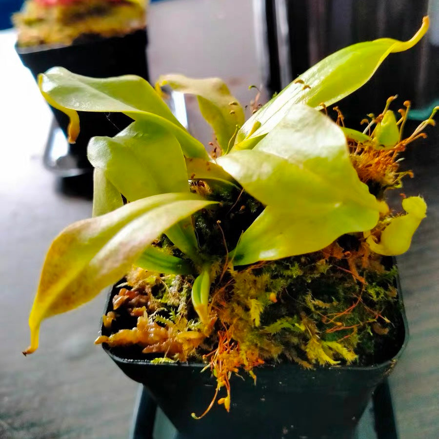 二齒豬籠草 ( Nepenthes bicalcarata ）