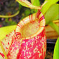 虎克豬籠草 / 紅唇斑點豬籠草 ( Nepenthes hookeriana )