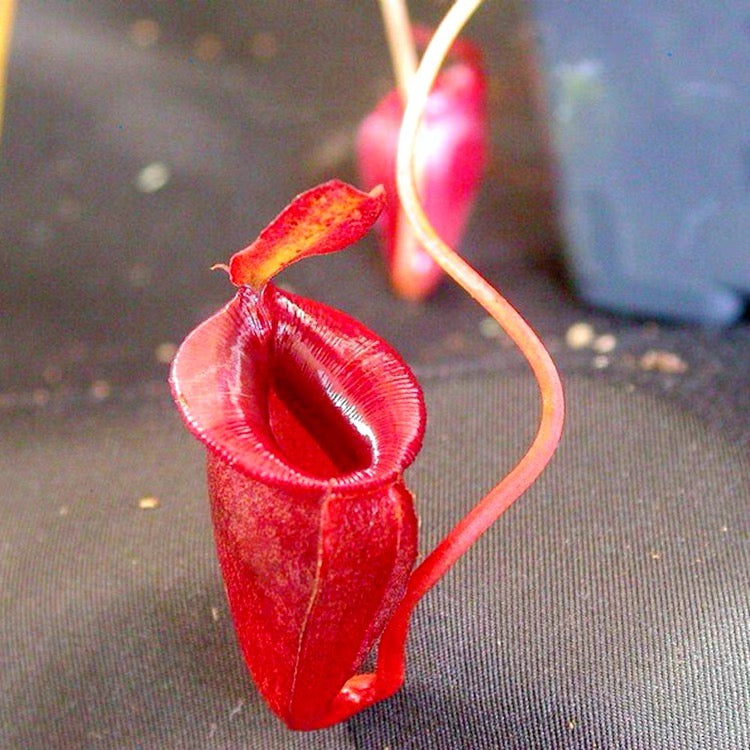 賈桂琳豬籠草（ Nepenthes jacquelineae ）