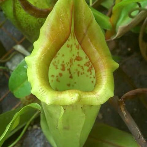 大豬豬籠草 ( Nepenthes maxima-dark ）
