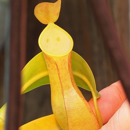 紅兩眼豬籠草 ( Nepenthes reinwardtiana ）
