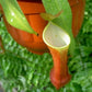 紅兩眼豬籠草 ( Nepenthes reinwardtiana ）