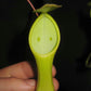 綠兩眼豬籠草 ( Nepenthes reinwardtiana ）